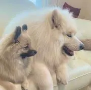 ぽんずの画像