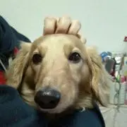 ウィルのママ