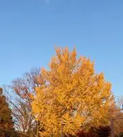 くらくらくらげ
