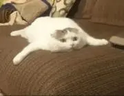 dojfyhの画像