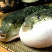 たこの画像