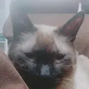 ないとめあ