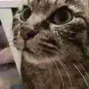 まゆーの画像