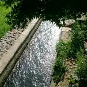 夏みかん