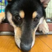 けん