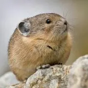 ひとみ。