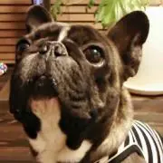 pekoの画像
