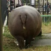 チムチェリの画像