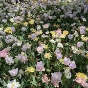 ライ麦の画像