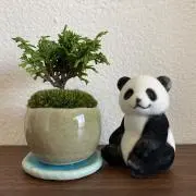 panda