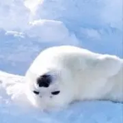 あざらしの画像