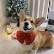 ドラちやん