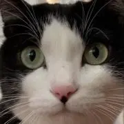 嘉の画像