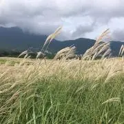 チャンプの画像