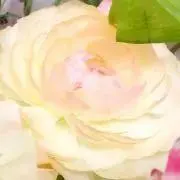 きなこ