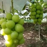 ホーリー★farmの画像