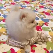 えりまめの画像