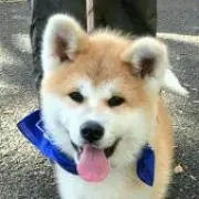 ゴン太の画像