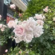 桜の画像