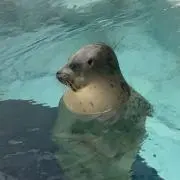 カエルの画像