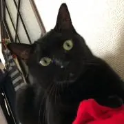 もんじもんの画像
