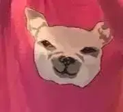 八朔/はっさくの画像