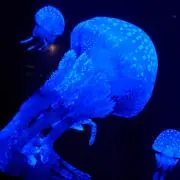 もぐらの画像