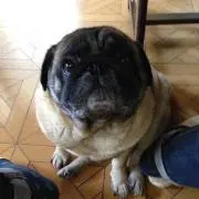 kazu