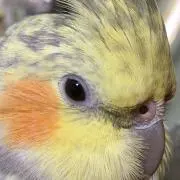 ぺん