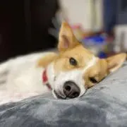 ちろろの画像