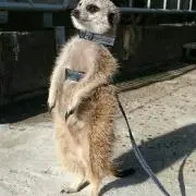 あんず