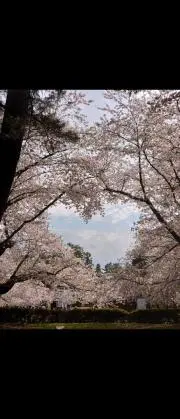 お気楽ちゃん（購入前にプロフご覧下さい）の画像