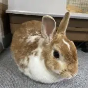Kの画像