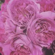 りんの画像