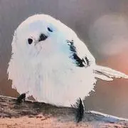 ゴリンチャの画像