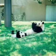 くま