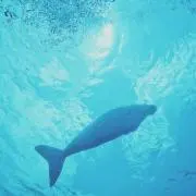 Dの画像