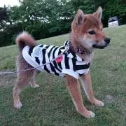 ゆきぞぉの画像