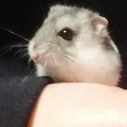 わかももの画像