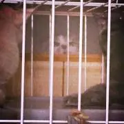 のん