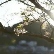 minminの画像