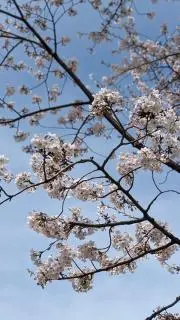merbonの画像