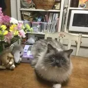 みつ