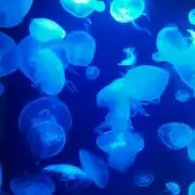 りりりの画像