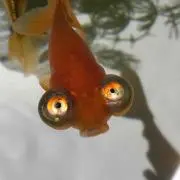 。。ぴーこ