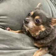 にここう。
