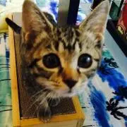 猫好き