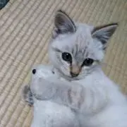 Image of ヒロポン