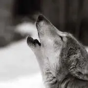 だいふく