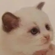 Image of たまご
